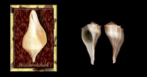 sea-shell sea-shell