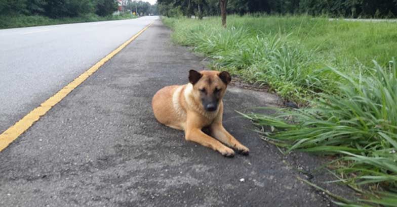 Loung waited at the side of the road for her owners for a year. Image Credit : Facebook