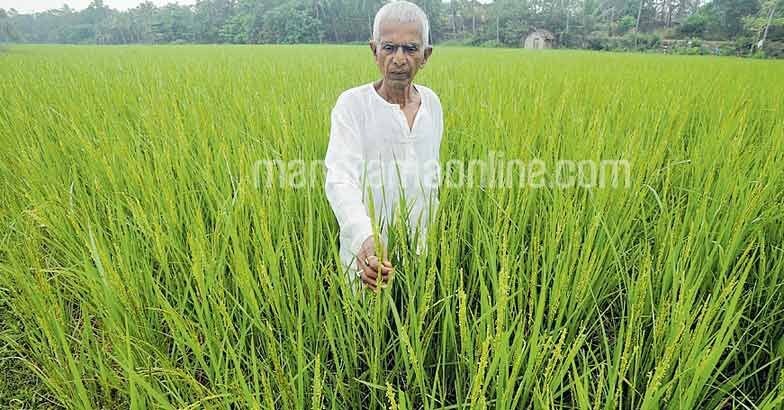 paddy-farmer-padmanabhan