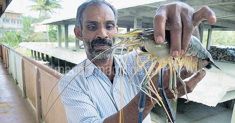 jumbo-shrimp-prawn-fish