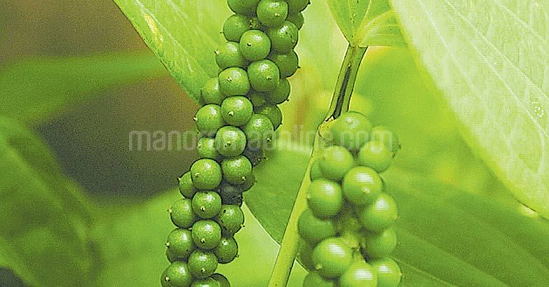 black-pepper