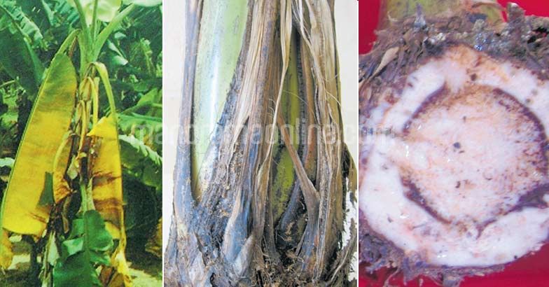banana-plantain-disease