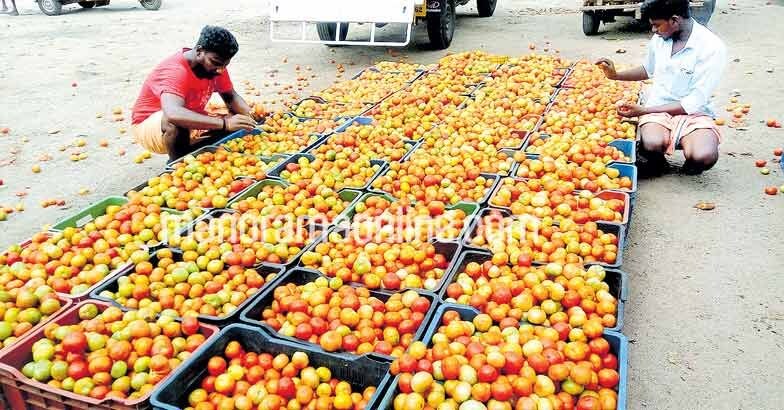 palakkad-tomato