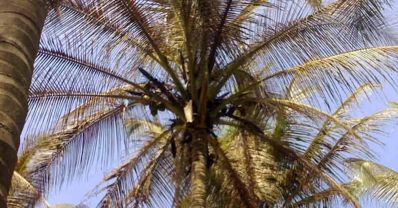 root-wilt-disease-afflicting-coconut-trees