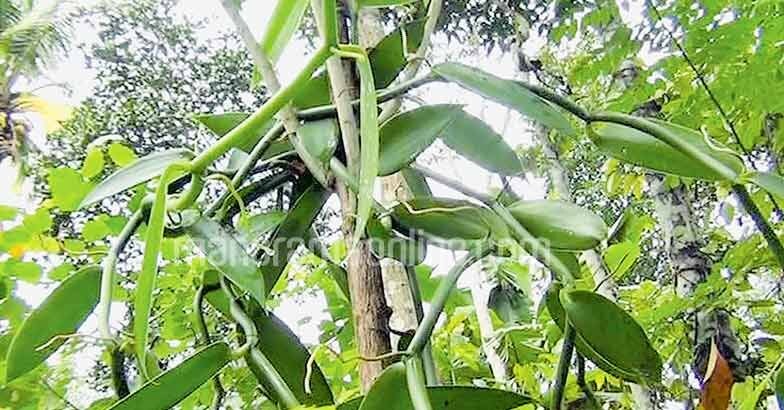 vanilla-in-idukki