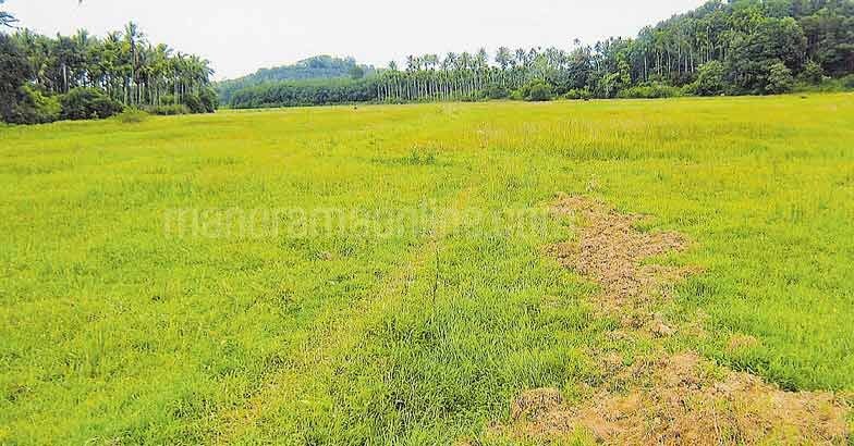 paddy-field
