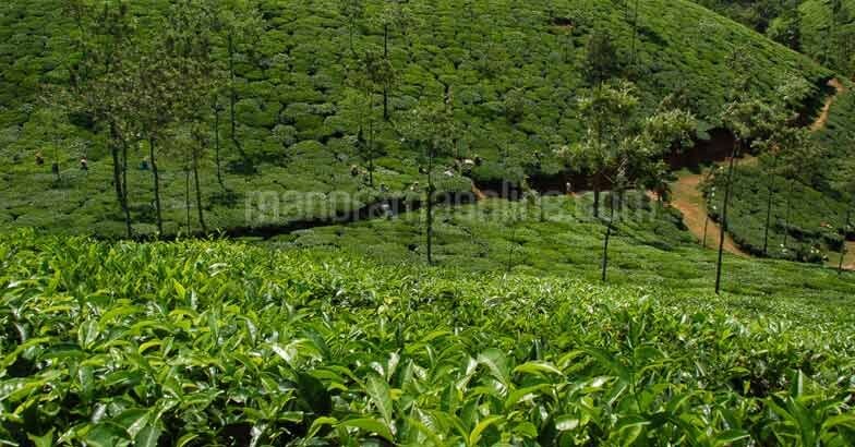 tea-plantation