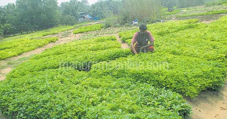 chinese-potato-cultivation-by-guruvayur-devaswom