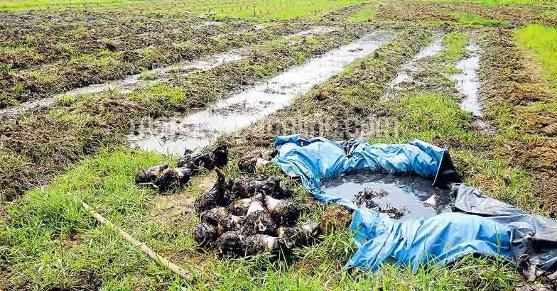 pesticides-used-in-banana-plantations
