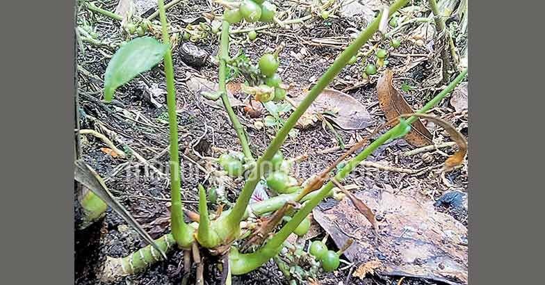 cardamom-rare-growth