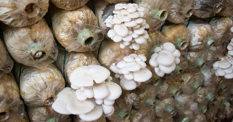 mushroom