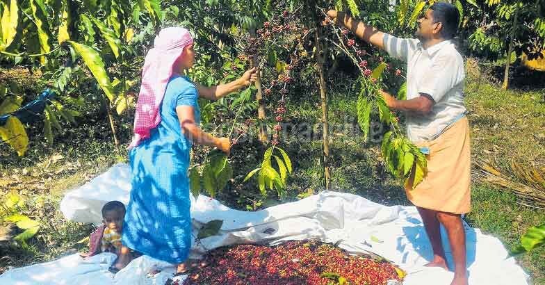 coffee-harvesting