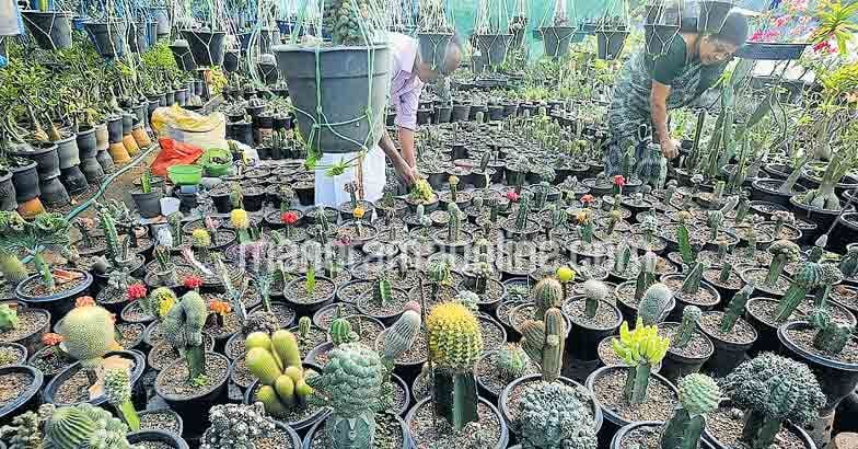 cactus-in-roof-garden