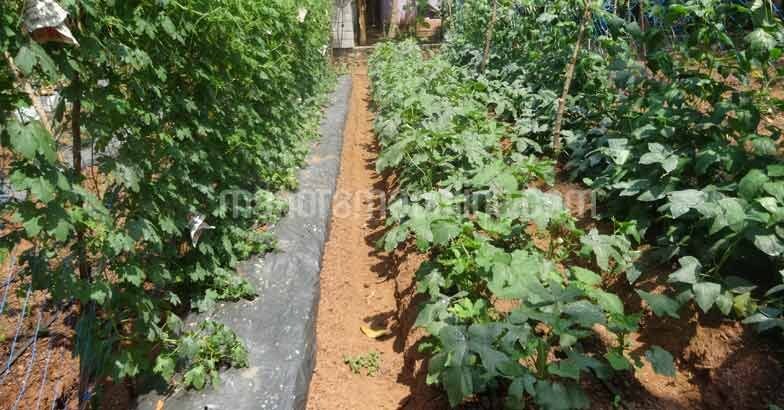 kitchen-garden-by-chandrasekhara-pillai