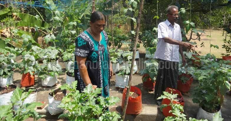 terrace-growbag-farming