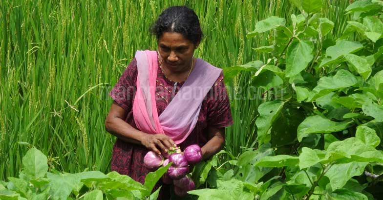 vegetable-harvest-by-indira
