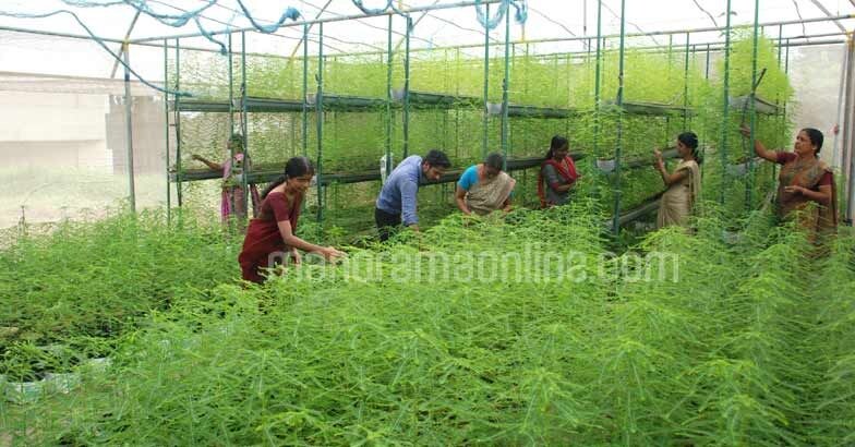 medicinal-plants-in-polyhouse
