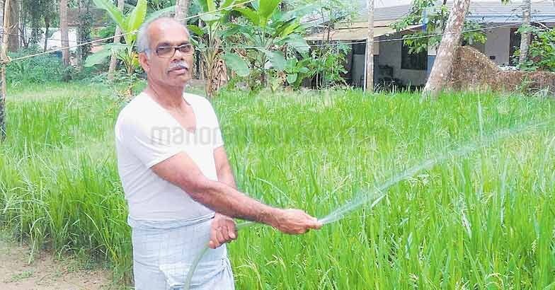 paddy-farmer-hamsa