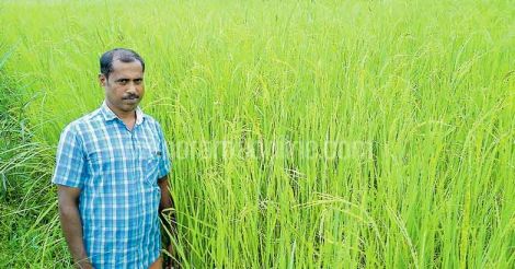 paddy-farmer-k-muraleedharan