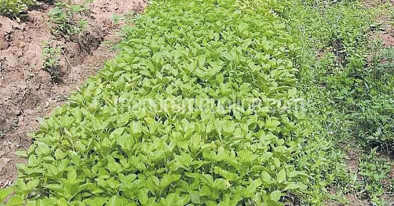 koorka-vegetable-farming-by-housewives