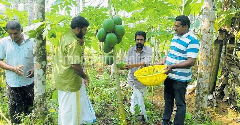 papaya-farming