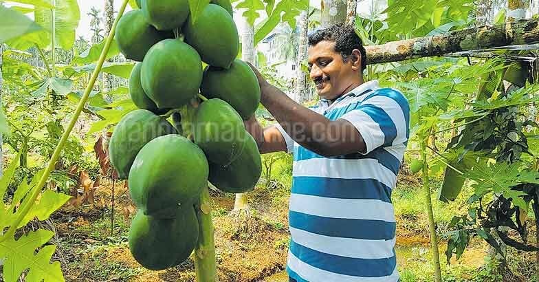 papaya-farming1