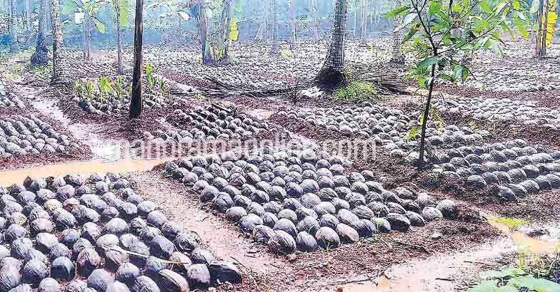 പിലാശേരി കൊടുവാക്കോട്ട് കുറിയ ഇനം തേങ്ങ മുളപ്പിക്കുന്ന സ്ഥലം.