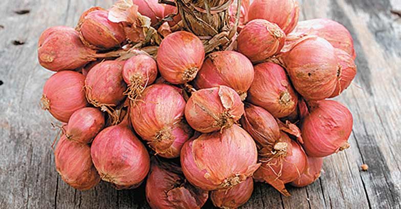 shallot-small-onion