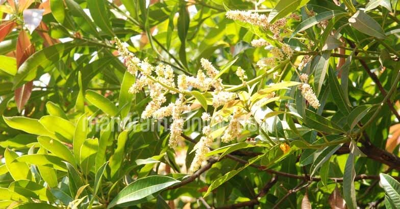mango-flower