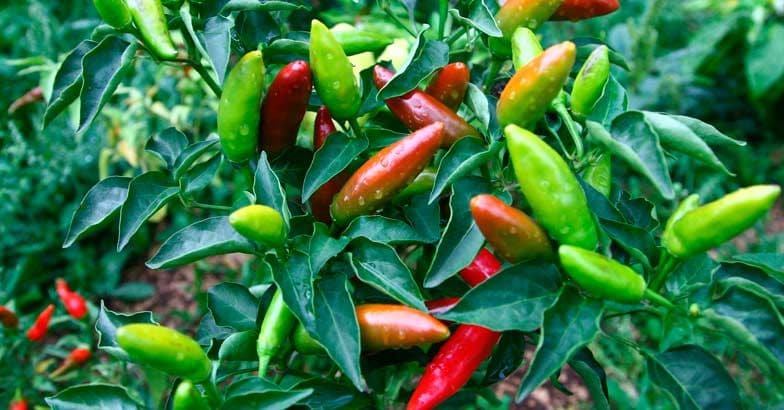 chilli