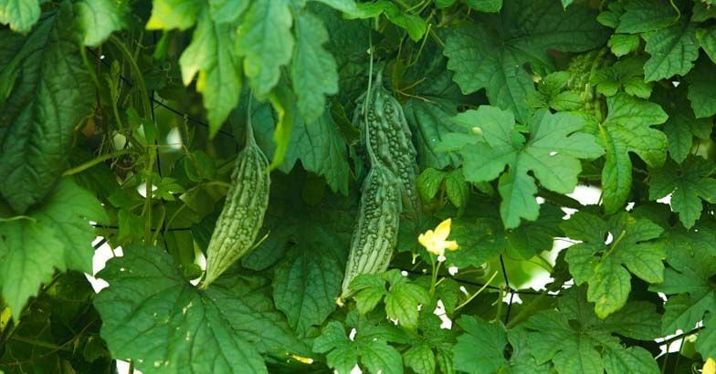 vegetable-bitter-gourd-pavakka