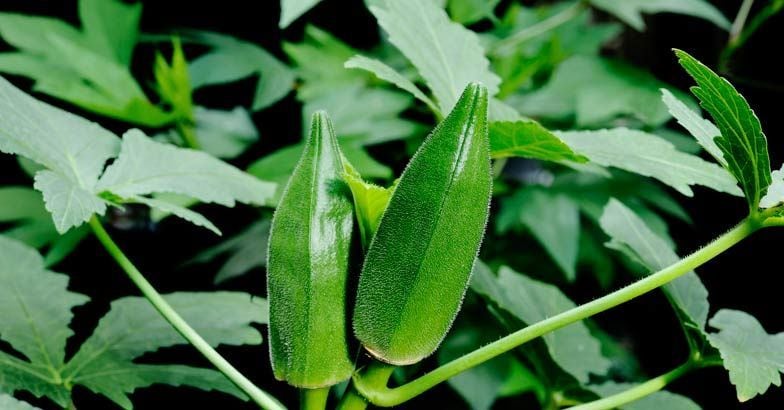 vegetable-okra-ladies-finger