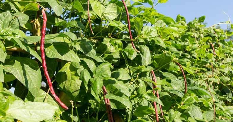 Purple yard long bean