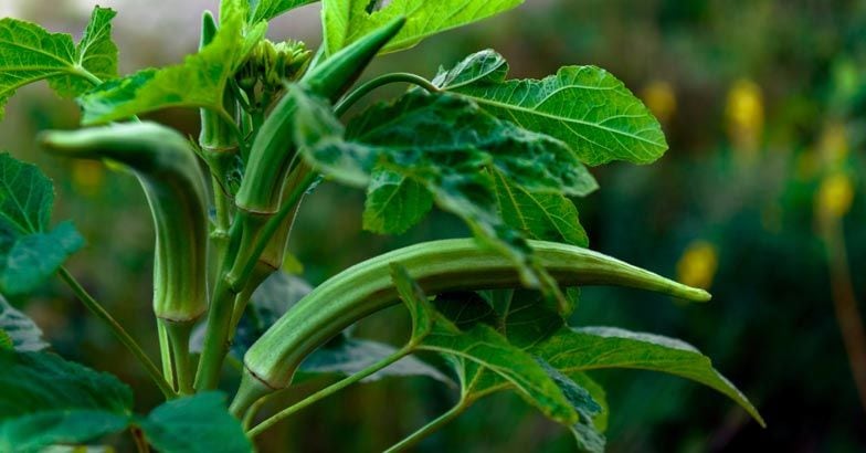 okra-ladies-finger-vegetable
