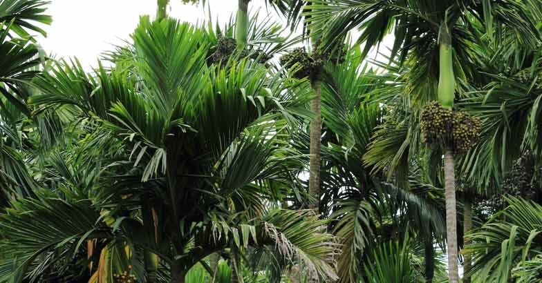 arecanut-kavungu-kamuku