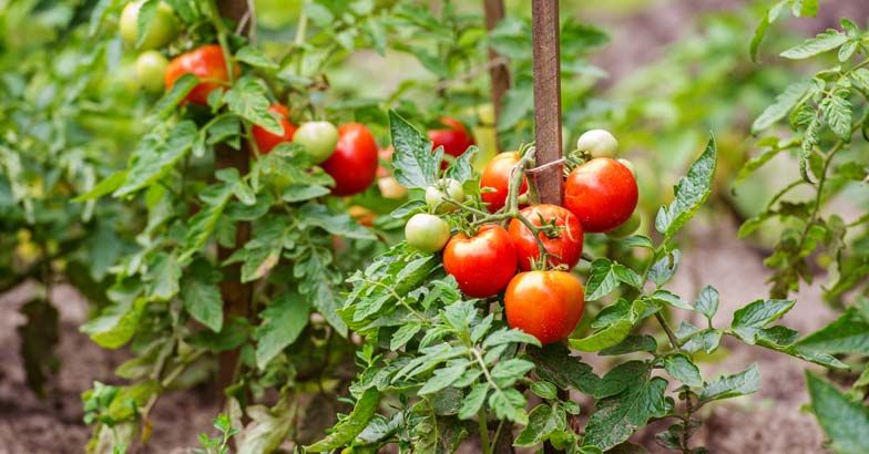 tomato-vegetable