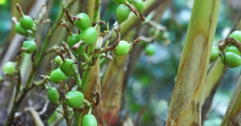 cardamom