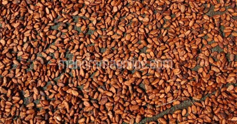 cocoa-bean1
