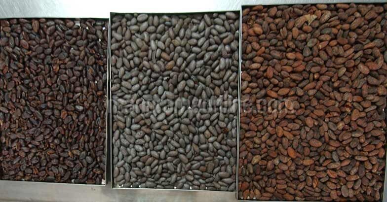 cocoa-bean2