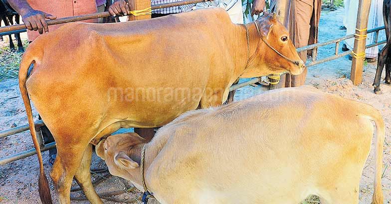 cheruvally-cow