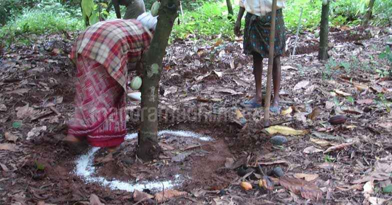 cocoa-planting