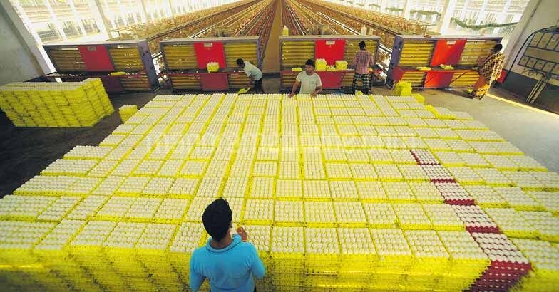egg-export-from-namakkal