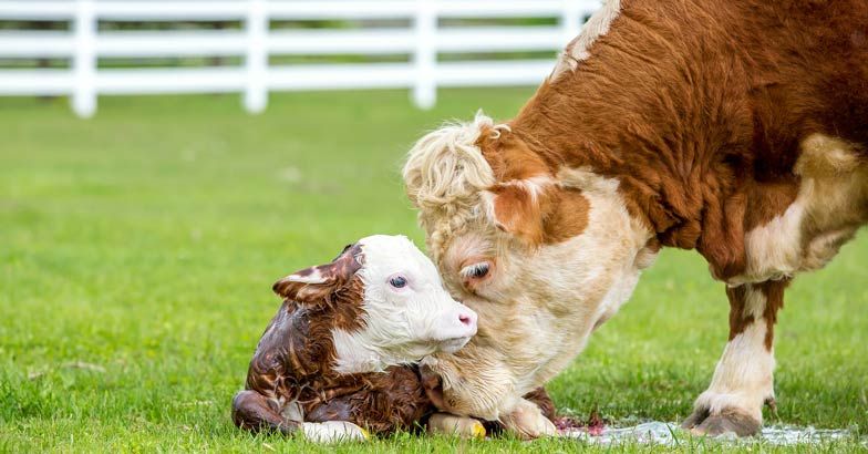 cow-cattle