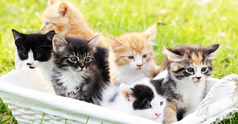 cat-kittens