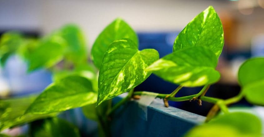 Do money plants bring wealth? Find the best spot Do money plants bring wealth? Find the best spot