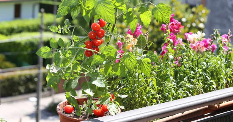 pot with tomato plant in the terrace pot with tomato plant in the terrace