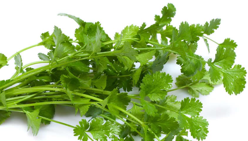 Super coriander: The leaf that can lower uric acid, creatinine levels Super coriander: The leaf that can lower uric acid, creatinine levels