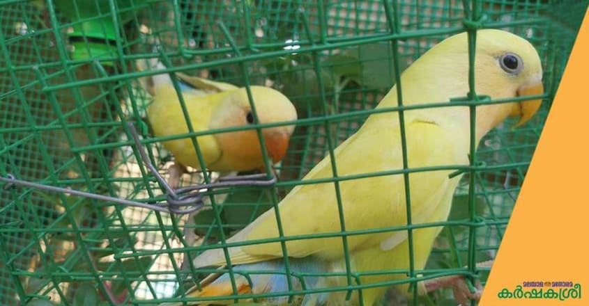 colourful-bird-cage colourful-bird-cage