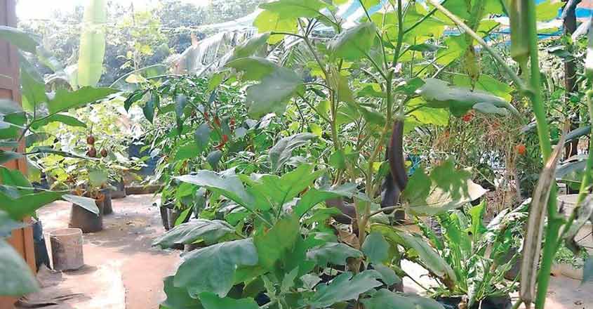 terrace-farming-1 terrace-farming-1