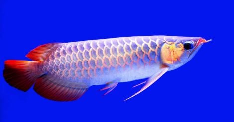 Arowana fish for financial prosperity